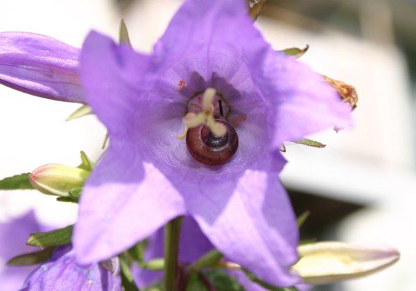 Blommor i trädgården på letstigen